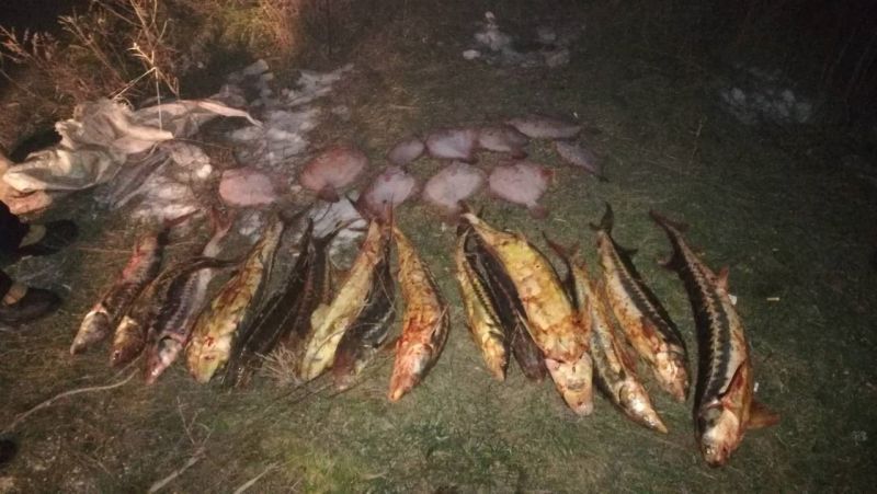 В Калмыкии мужчина наказан за перевозку тушек осетровых. 16010.jpeg В Калмыкии мужчина наказан за перевозку тушек осетровых. 16010.jpeg