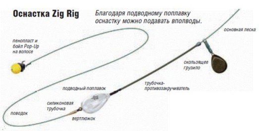 Карп у поверхности воды. Оснастка Zig Rig