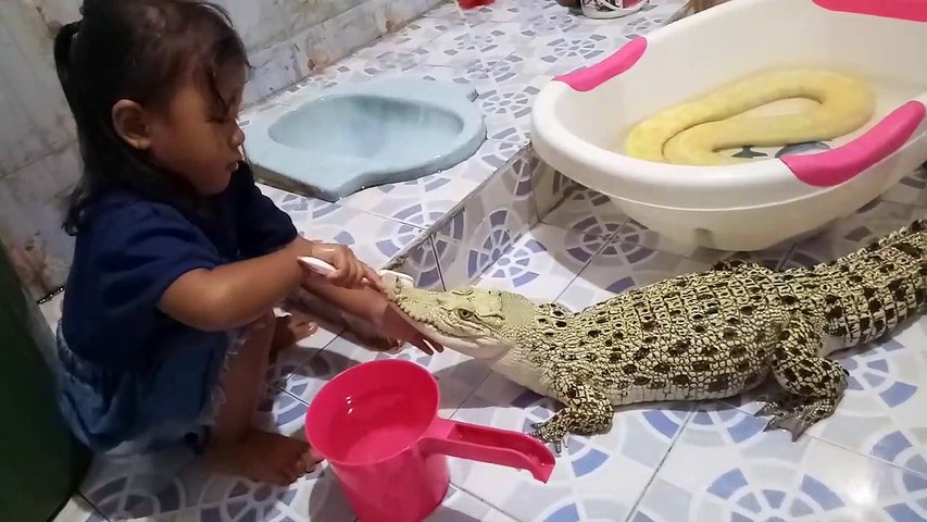 Отец подарил крокодила 3-летней дочери. 15271.jpeg Отец подарил крокодила 3-летней дочери. крокодил