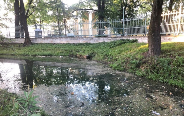 Жители Петербурга пожаловались на гибель уток в прудах Таврического сада. 16283.jpeg Жители Петербурга пожаловались на гибель уток в прудах Таврического сада. пруд, утки, Таврический сад, Петербург