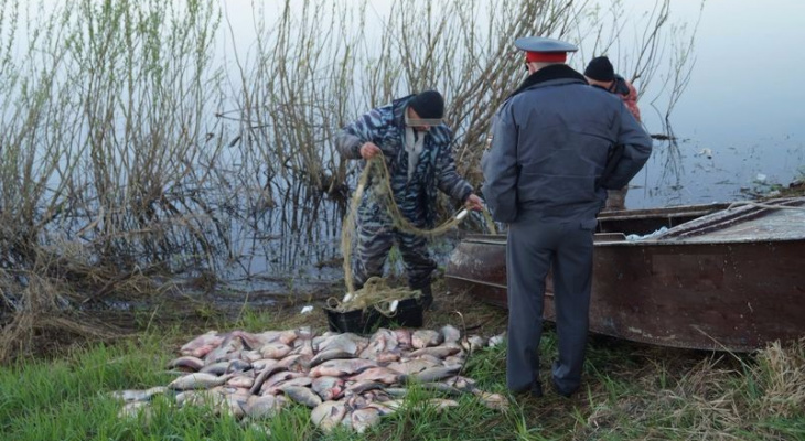 В Краснодарском крае ловили краснокнижную рыбу. 15369.jpeg В Краснодарском крае ловили краснокнижную рыбу. браконьеры