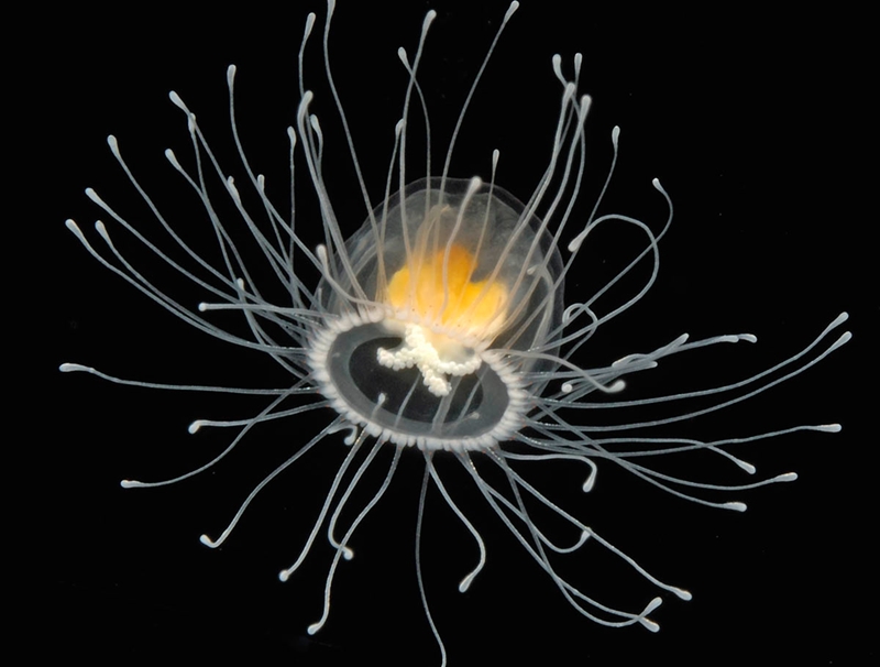 Вечно живая медуза Turritopsis nutricula. 13496.jpeg Вечно живая медуза Turritopsis nutricula. 13496.jpeg