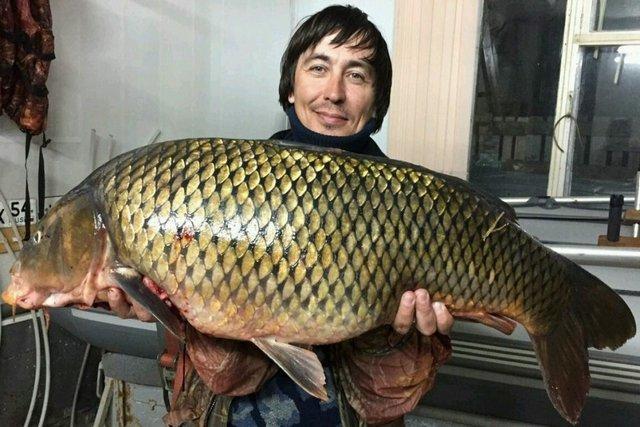 Новосибирский рыбак поймал гигантского сазана. 13627.jpeg Новосибирский рыбак поймал гигантского сазана. 13627.jpeg