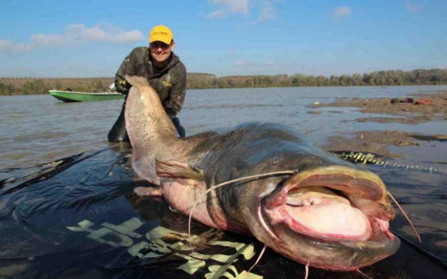 Польский рыбак поймал самого большого сома в истории. 13671.jpeg Польский рыбак поймал самого большого сома в истории. 13671.jpeg