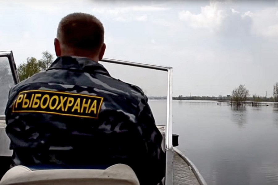 Тысяча рыб в Нижегородье спасена из сетей. Тысяча рыб в Нижегородье спасена из сетей. 15671.jpeg