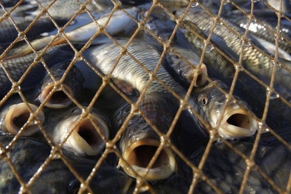 Помогите бороться с незаконной рыбалкой с Global Fishing Watch. 14724.jpeg Помогите бороться с незаконной рыбалкой с Global Fishing Watch. 14724.jpeg