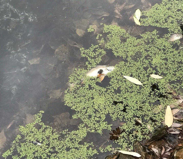 Загадочная гибель рыбы на Любовском водохранилище. 13919.jpeg Загадочная гибель рыбы на Любовском водохранилище. 13919.jpeg