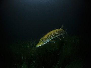 Ловля щуки летом