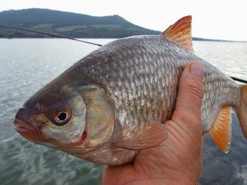 Ловля тарани весной