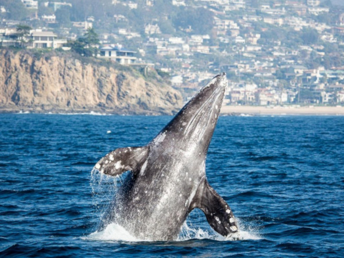 На Чукотке выявлен факт незаконного отлова серых китов