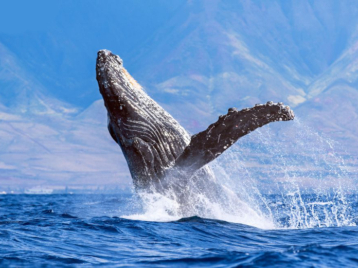 Туристам удалось увидеть резвящихся в океане китов