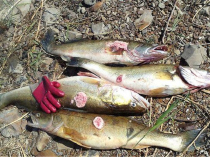 Рыбаки Пинежского района поймали рыбу, покрытую язвами