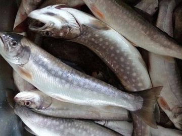 Морская щука Дальнего Востока