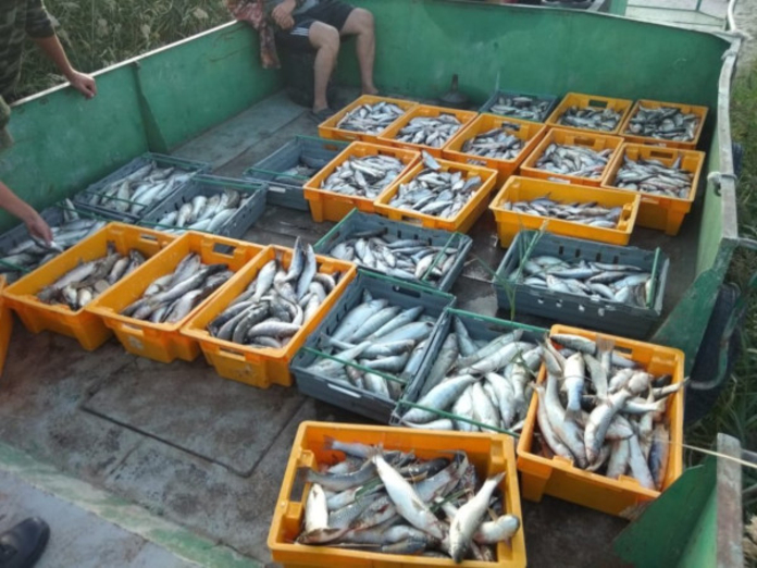 В Таганрогском заливе у браконьеров изъяли улов на 7 млн рублей