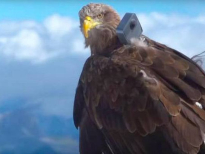 Орел снял на камеру GoPro тающие в Альпах ледники