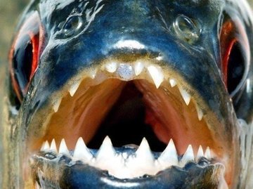 Пришельцы поставили украинские водоемы на грань экологической катастрофы