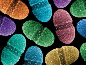 Бактерии Enterococcus faecalis могут производить электричество