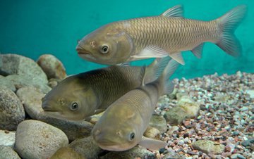 Водоемы Свердловской области зарыбят сазаном и белым амуром