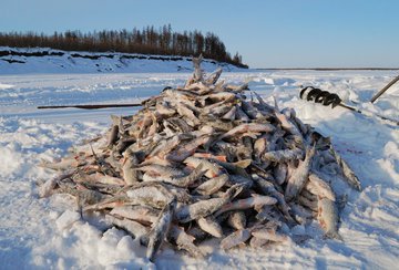 В Сургуте рыба подобно китам выбрасывается на берег