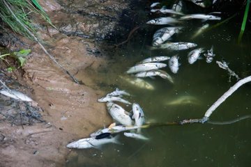 Река Протва все же заражена аммиаком