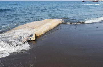 Море подкинуло зоологам новую загадку