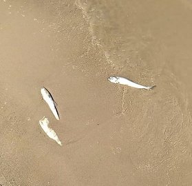 Мор «шагает» по водоемам Астрахани