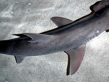 Акулы могут питаться водорослями