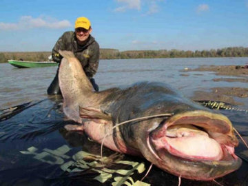 Польский рыбак поймал самого большого сома в истории