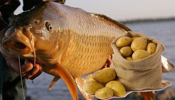 Картофель в качестве рыболовной насадки